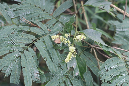 Image of Chamissoa altissima by (c) Romi Galeota Lencina, some rights reserved (CC BY)