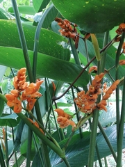 Stromanthe stromanthoides