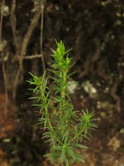Hypericum juniperinum