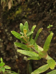 Siphocampylus columnae