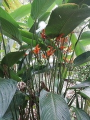 Stromanthe stromanthoides