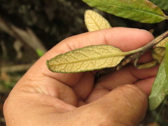 Siphocampylus columnae