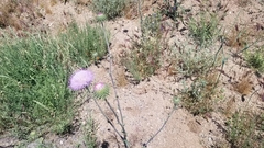 Cirsium neomexicanum
