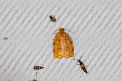 Archips rileyana
