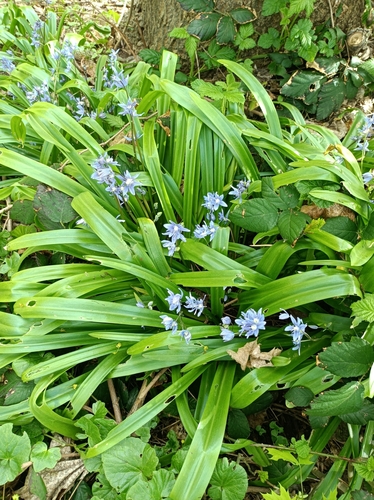 Scilla amoena
