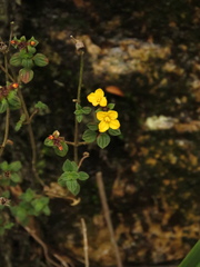 Chaetolepis microphylla