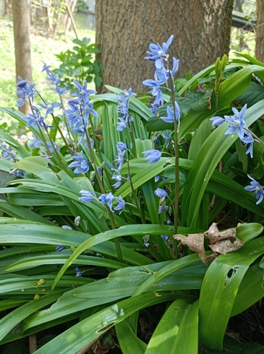 Scilla amoena