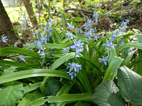 Scilla amoena