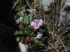 Centranthus calcitrapae