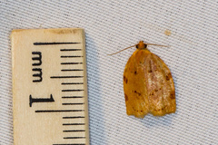 Archips rileyana