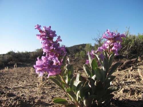 Steptoe Valley beardtongue (Penstemon immanifestus)