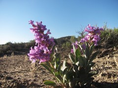 Penstemon immanifestus
