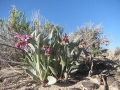 Penstemon immanifestus