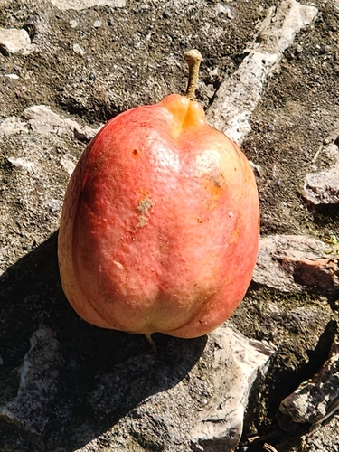 Image of Blighia sapida by (c) Jennie Lawrence, some rights reserved (CC BY)