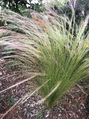Nassella tenuissima