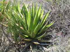 Agave kerchovei