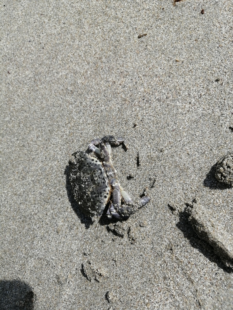 jaguar round crab