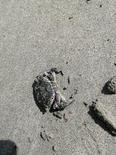 jaguar round crab