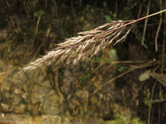Cortaderia hapalotricha