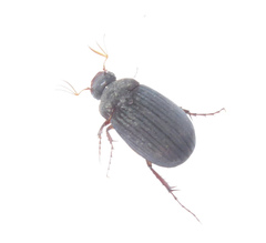 Maladera holosericea