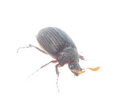 Maladera holosericea
