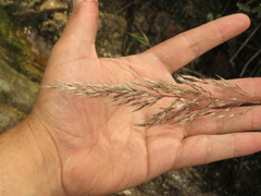 Cortaderia hapalotricha