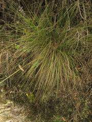 Cortaderia hapalotricha