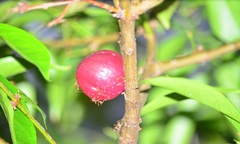 Phaleria macrocarpa
