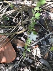 Jacquemontia reclinata