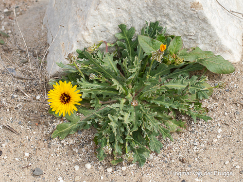 False Sow-thistle