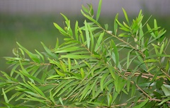 Acacia confusa