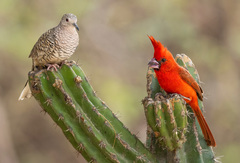 Vermilion Cardinal photo 4