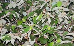 Commersonia bartramia