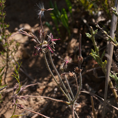 Pelargonium asarifolium