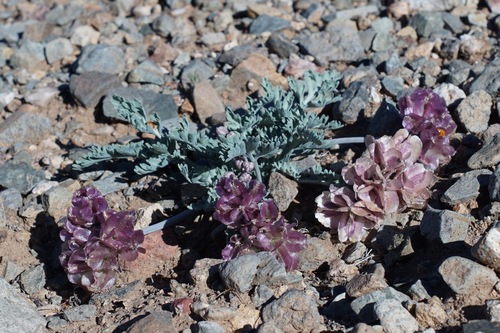 Image of Vesper multinervatus by (c) Andrew Tree, some rights reserved (CC BY)