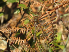 Rhionaeschna marchali