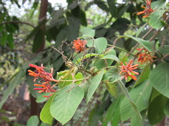 Hamelia patens