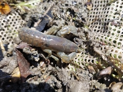 Procambarus steigmani