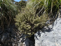 Thymelaea velutina