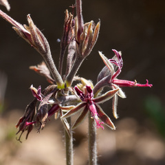 Pelargonium asarifolium