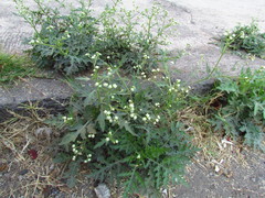 Parthenium bipinnatifidum
