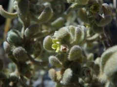 Thymelaea velutina