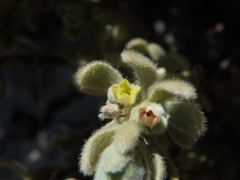 Thymelaea velutina
