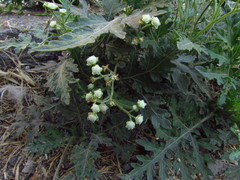 Parthenium bipinnatifidum