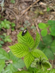 Selatosomus suckleyi