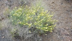 Astragalus filipes