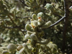 Thymelaea velutina