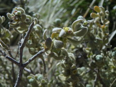 Thymelaea velutina