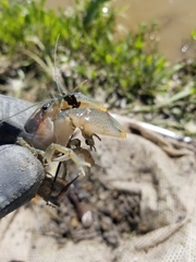 Procambarus steigmani