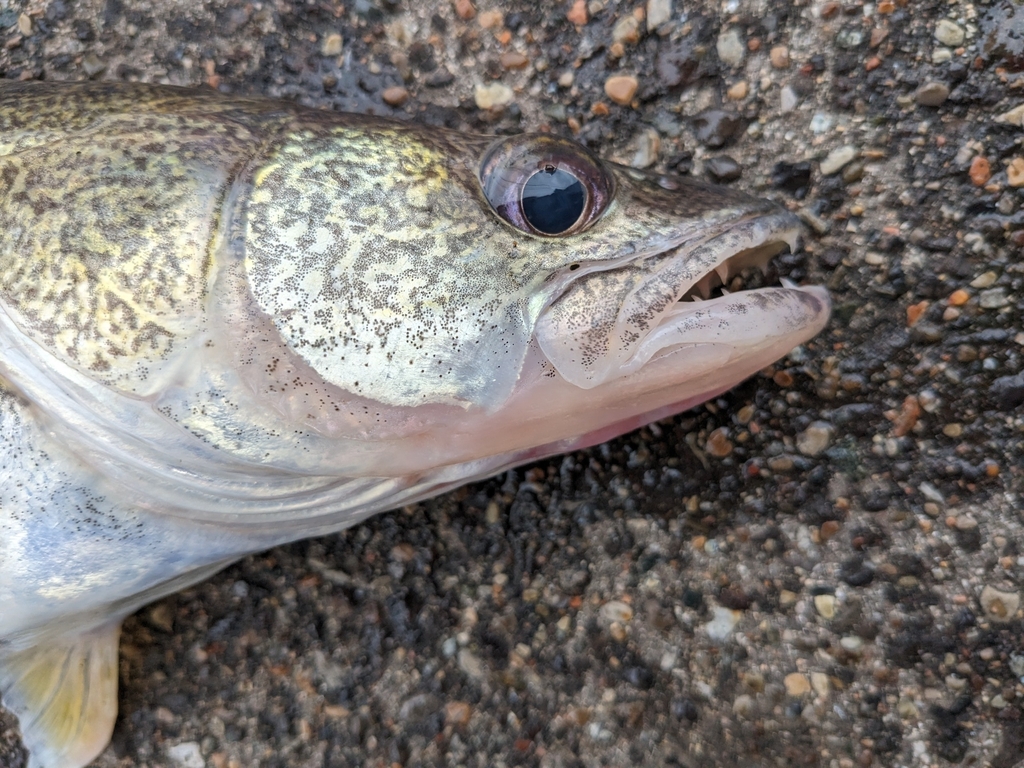 Walleye